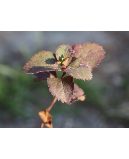 Spiraea betulifolia 'Pink sparkler'®