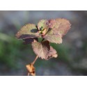 Spiraea betulifolia 'Pink sparkler'®