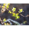 Spiraea japonica 'Newport Dwarf'