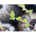 Spiraea mollifolia