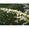 Spiraea thunbergii 'Mount Fuji' - Spirée de thunberg panachée