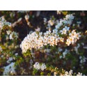 Spiraea thunbergii 'Mount Fuji' - Spirée de thunberg panachée