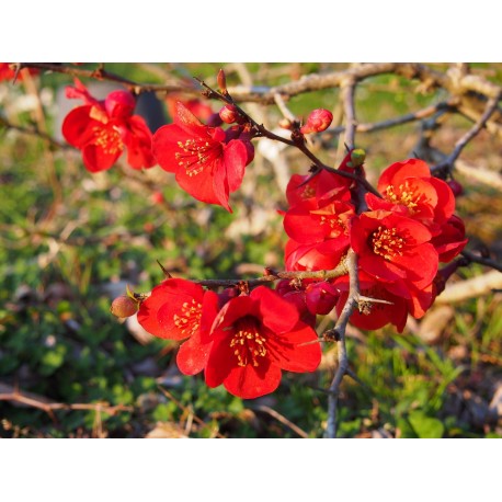 Chaenomeles superba x 'Etna' - cognassier fleurs