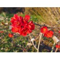 Chaenomeles superba x 'Etna' - cognassier fleurs
