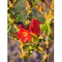 Chaenomeles speciosa 'Red Kimono'® - Cognassier du japon