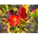 Chaenomeles speciosa 'Red Kimono'® - Cognassier du japon