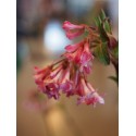 Viburnum bodnantense x 'Dawn' - Viorne de Bodnant