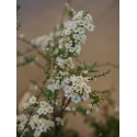 Spiraea cinerea x 'Grefsheim' - Spirée