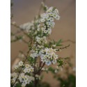 Spiraea cinerea x 'Grefsheim' - Spirée