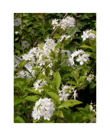 Deutzia magnifica x 'Erecta'