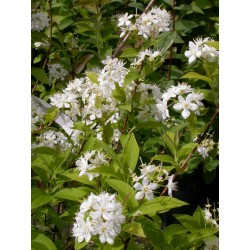 Deutzia magnifica x 'Erecta'