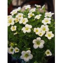 Saxifraga arendsii x 'White Pixie'