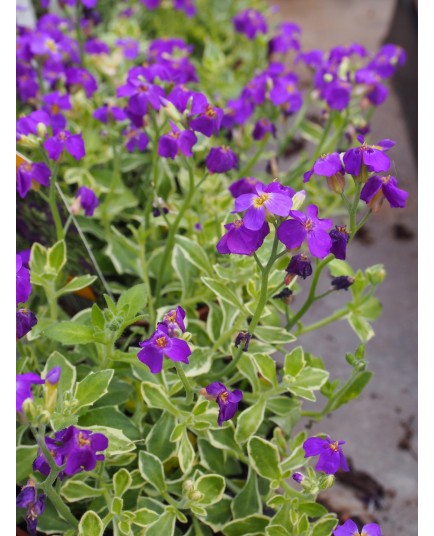 Aubrietia 'Dr Mules Variegated