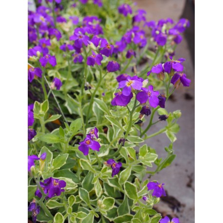 Aubrietia 'Dr Mules Variegated