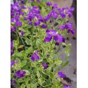 Aubrietia 'Dr Mules Variegated