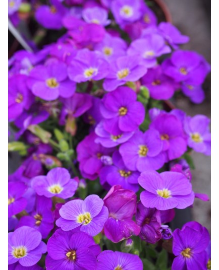 Aubrietia 'Glacier Bleu'