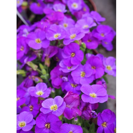 Aubrietia 'Glacier Bleu'