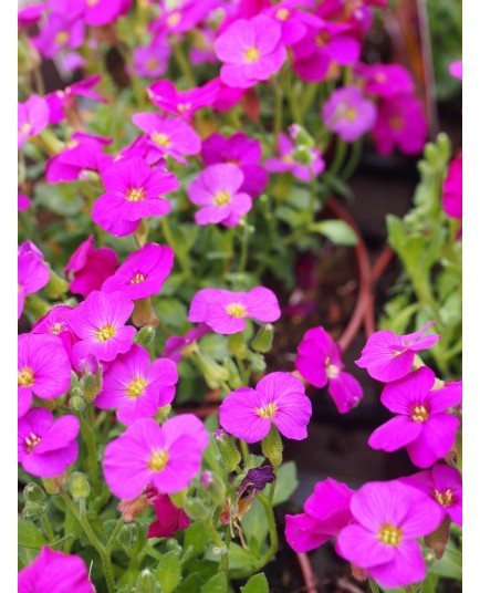 Aubrietia 'Rose Red'