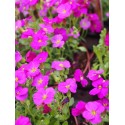 Aubrietia 'Rose Red'