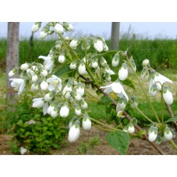 Deutzia magnifica x 'Macrothyrsa'