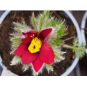 Pulsatilla vulgaris 'Rubra'