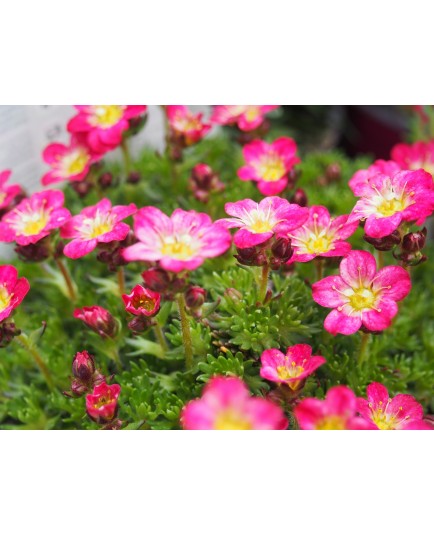 Saxifraga arendsii x 'Pixie Rose'