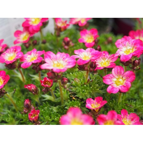 Saxifraga arendsii x 'Pixie Rose'