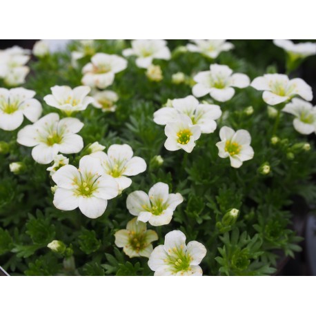 Saxifraga arendsii x 'White Pixie'