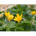 Ranunculus ficaria 'Cuprea'