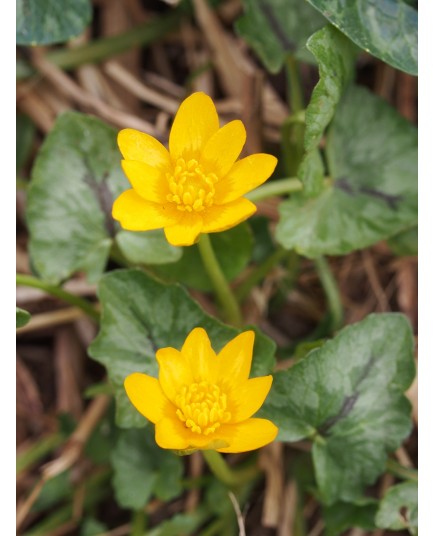 Ranunculus ficaria 'Cuprea'