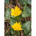 Ranunculus ficaria 'Cuprea'