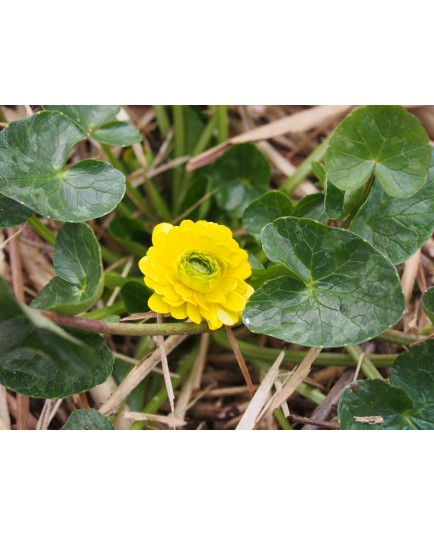 Ranunculus ficaria 'Multiplex'