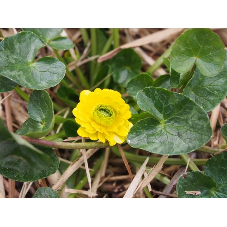 Ranunculus ficaria 'Multiplex'