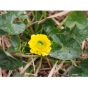 Ranunculus ficaria 'Multiplex'