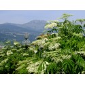 Sambucus canadensis 'Maxima' - sureau du Canada