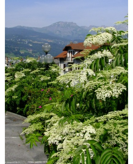 Sambucus canadensis 'Maxima' - sureau du Canada