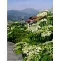 Sambucus canadensis 'Maxima' - sureau du Canada