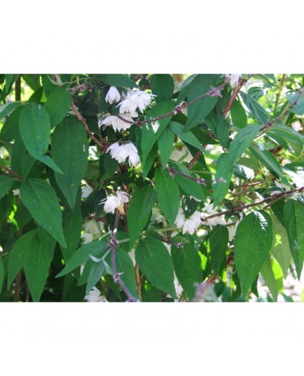 Deutzia maximowicziana