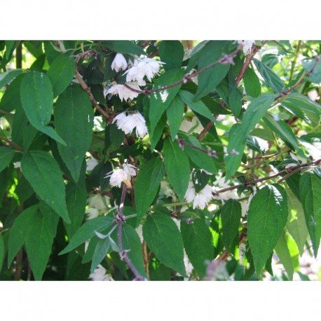 Deutzia maximowicziana