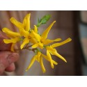 Forsythia intermedia x 'Minigold' ®