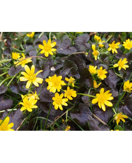 Ranunculus ficaria 'Brazen Hussy'