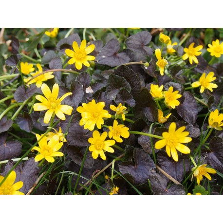 Ranunculus ficaria 'Brazen Hussy'