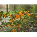 Berberis bidentata x 'Apricot Queen' - berberis, Epine vinette