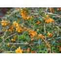 Berberis bidentata x 'Apricot Queen' - berberis, Epine vinette