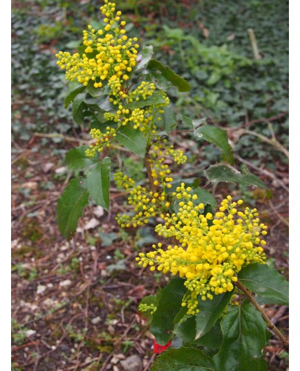 Mahonia aquifolium 'Apollo' - Mahonia à feuilles de Houx