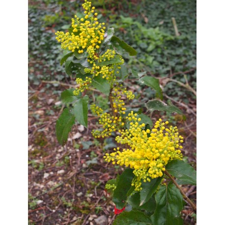 Mahonia aquifolium 'Apollo' - Mahonia à feuilles de Houx