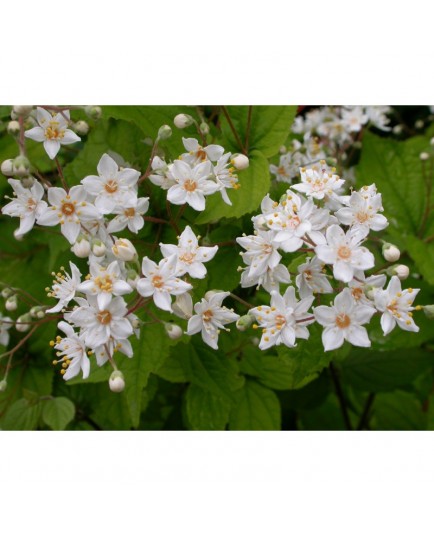 Deutzia parviflora