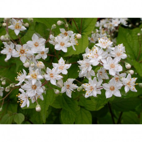 Deutzia parviflora