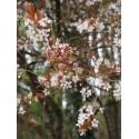 Prunus spinosa 'Purpurea' - prunellier pourpre