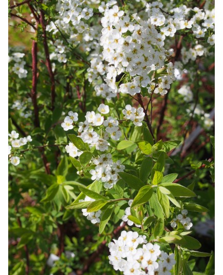 Spiraea cinerea x 'Grefsheim' - Spirée